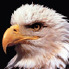  Desert Eagle .50